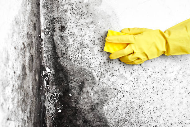 Best Mold Remediation for Healthcare Facilities  in Ocean Shores, WA