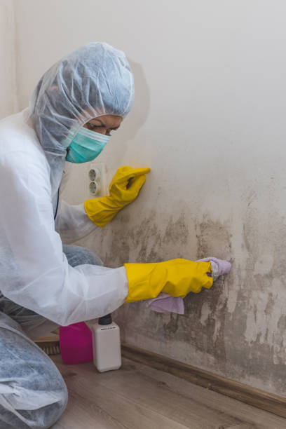 Best Mold Damage Restoration  in Ocean Shores, WA